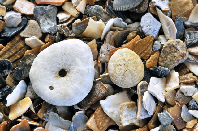 Pea Urchin (Echinocyamus pusillus)