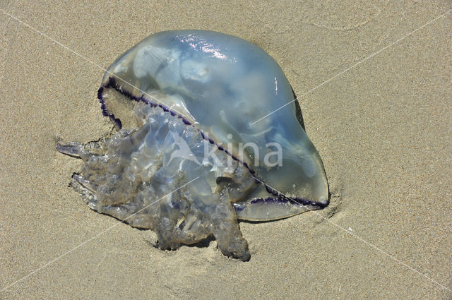 Zeepaddestoel (Rhizostoma octopus)