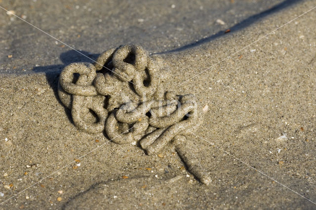 Zeepier (Arenicola marina)