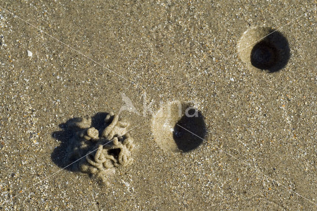 Blow lug (Arenicola marina)