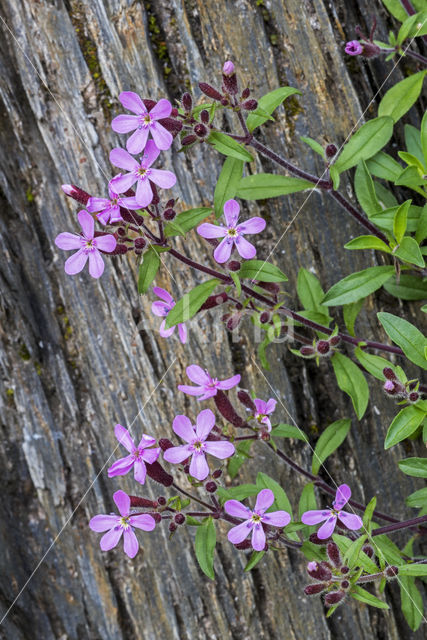 rock soapwort (Saponaria ocymoides)