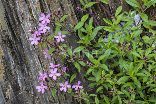 rock soapwort (Saponaria ocymoides)