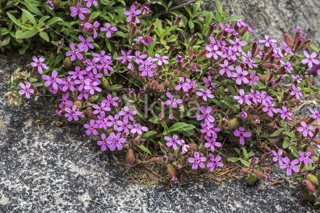 rock soapwort (Saponaria ocymoides)