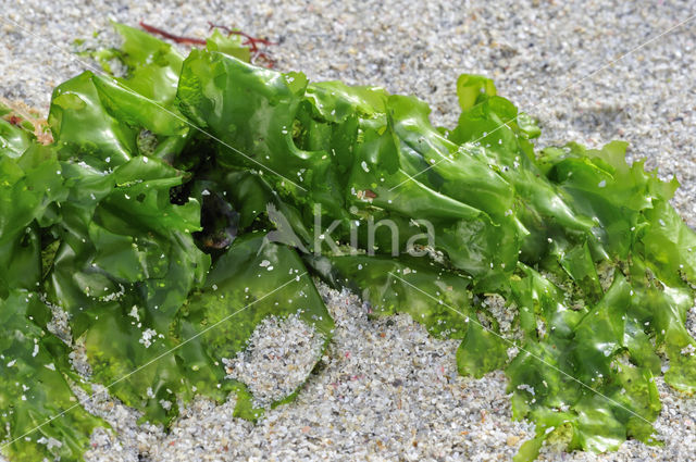 Sea lettuce (Ulva lactuca)