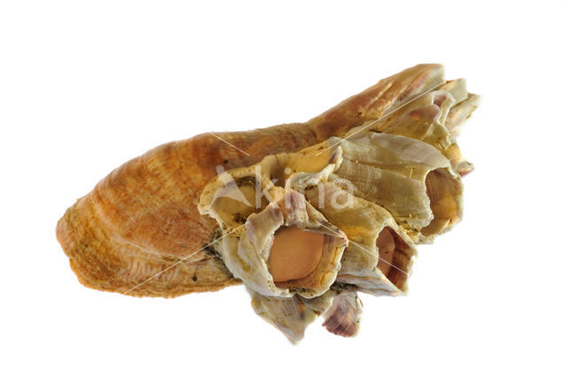 Acorn barnacle (Megabalanus tintinnabulum)