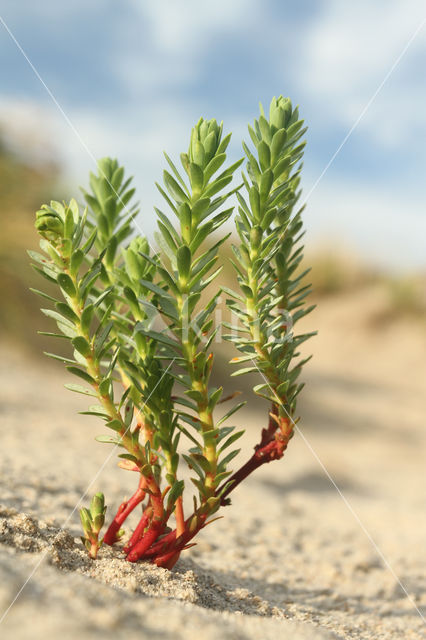 Sea Spurge (Euphorbia paralias)