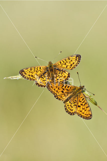 Small Pearl-Bordered Fritillary (Boloria selene)