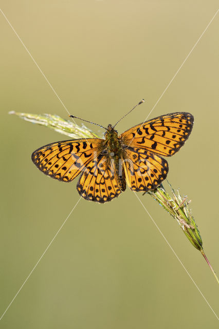 Small Pearl-Bordered Fritillary (Boloria selene)