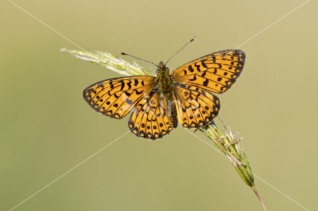 Small Pearl-Bordered Fritillary (Boloria selene)