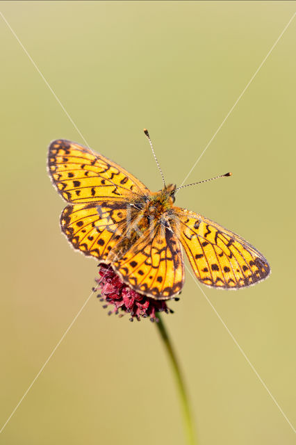 Small Pearl-Bordered Fritillary (Boloria selene)