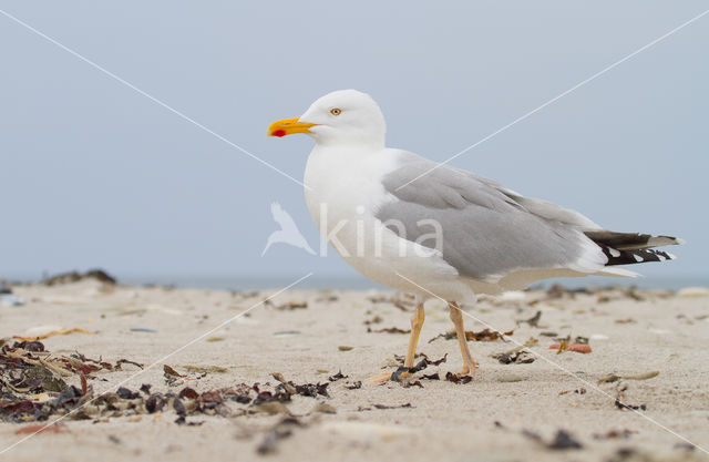 Zilvermeeuw (Larus argentatus)