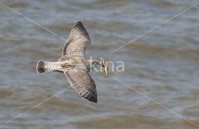 Zilvermeeuw (Larus argentatus)