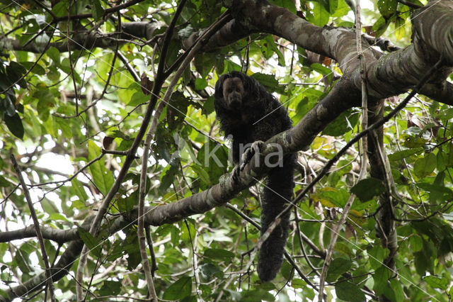 monk saki (Pithecia monachus)