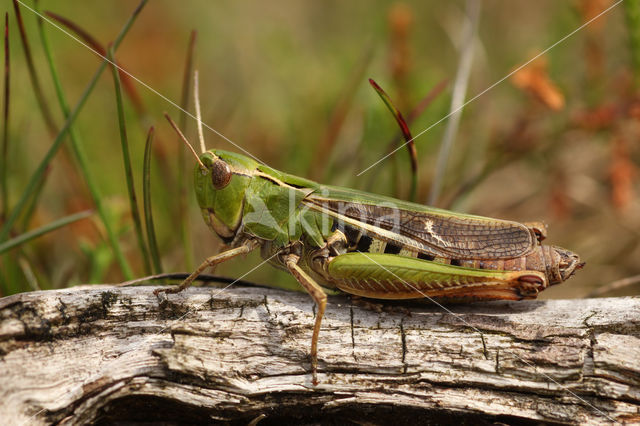 Stripe-winged Grasshopper (Stenobothrus lineatus)