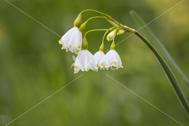 Summer Snowflake (Leucojum aestivum)