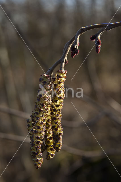 black alder (Alnus glutinosa)