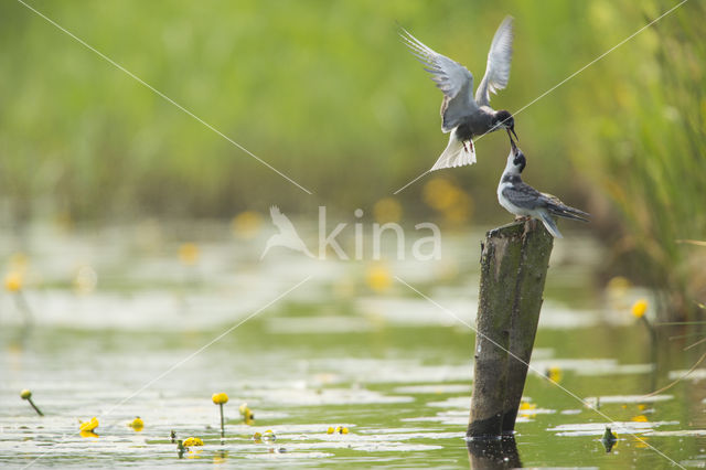 Black Tern (Chlidonias niger)