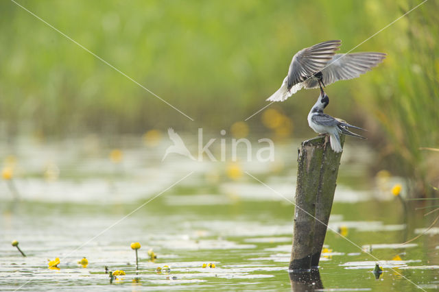 Zwarte Stern (Chlidonias niger)