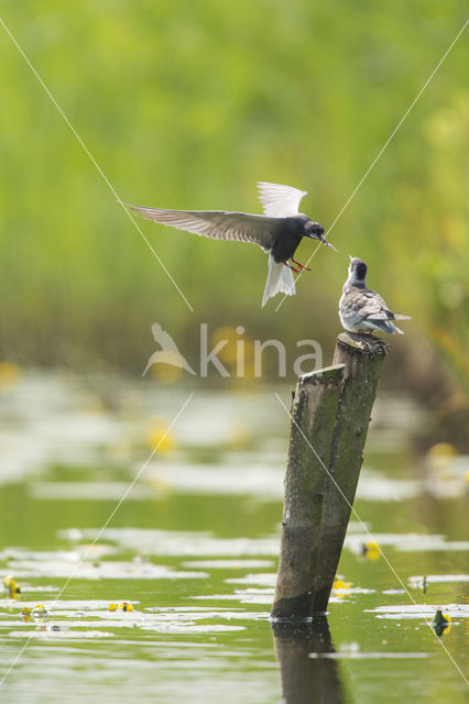 Zwarte Stern (Chlidonias niger)