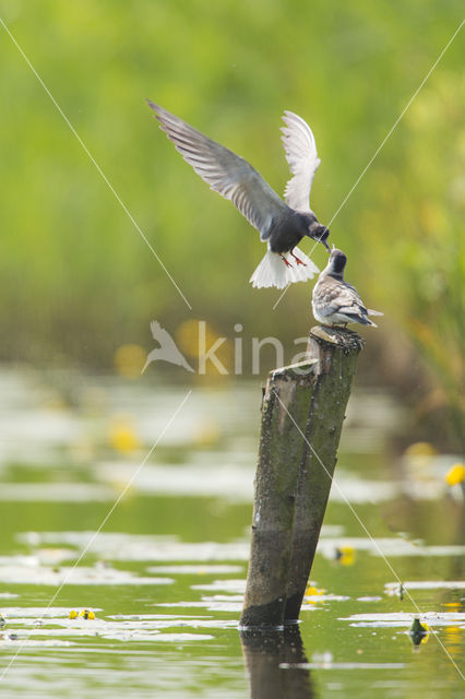 Black Tern (Chlidonias niger)