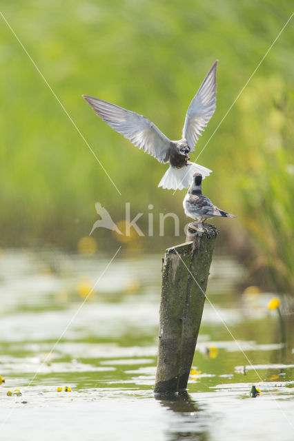 Zwarte Stern (Chlidonias niger)