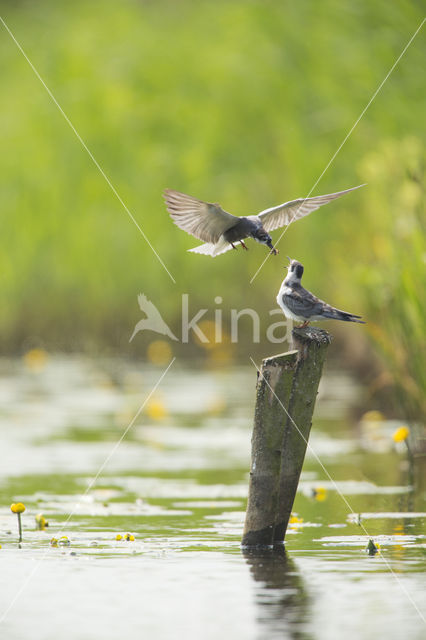 Black Tern (Chlidonias niger)