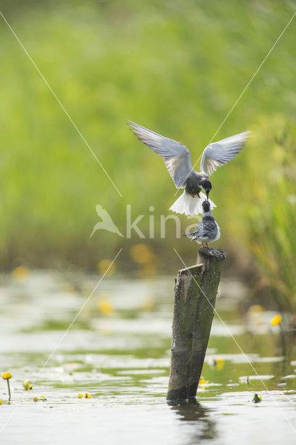 Zwarte Stern (Chlidonias niger)