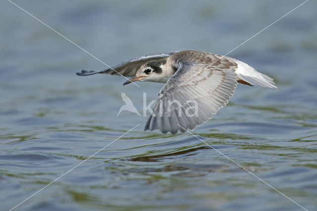 Black Tern (Chlidonias niger)