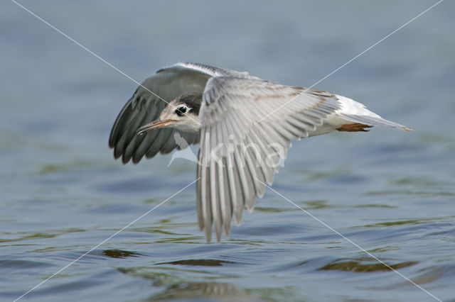 Black Tern (Chlidonias niger)