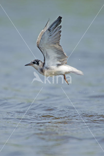 Zwarte Stern (Chlidonias niger)