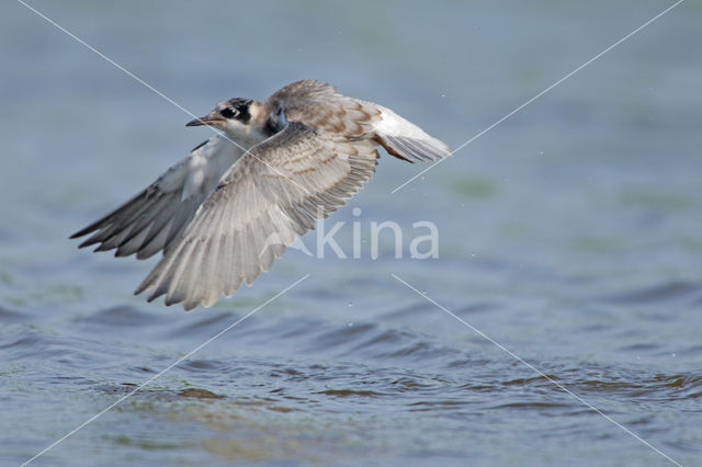 Black Tern (Chlidonias niger)