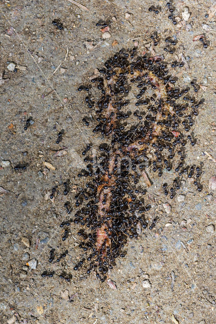 Small Black Ant (Lasius niger)