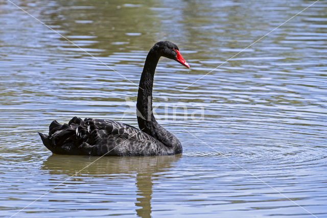 Black swan (Cygnus atratus)