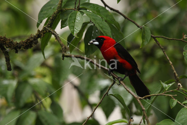 Zwartmaskertangare (Ramphocelus nigrogularis)