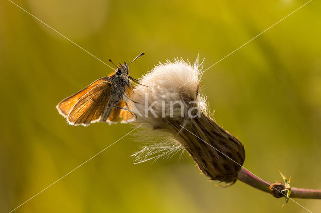 european skipper (Thymelicus lineola)