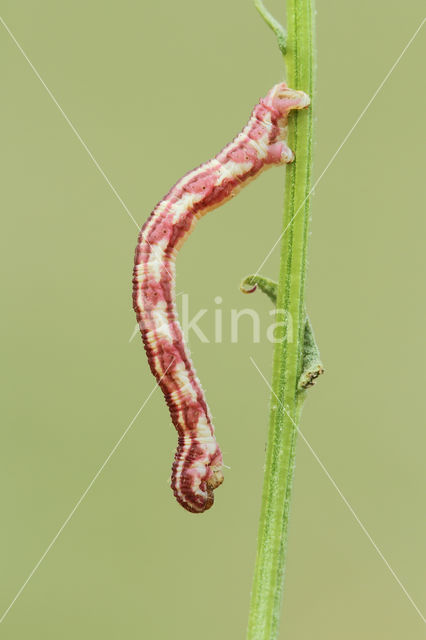 Zwartvlekdwergspanner (Eupithecia centaureata)