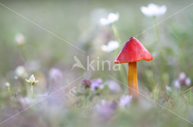 Zwartwordende wasplaat (Hygrocybe conica)