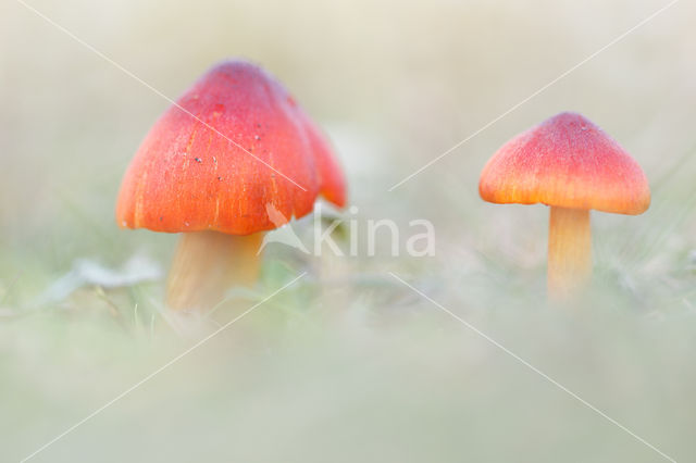 Zwartwordende wasplaat (Hygrocybe conica)