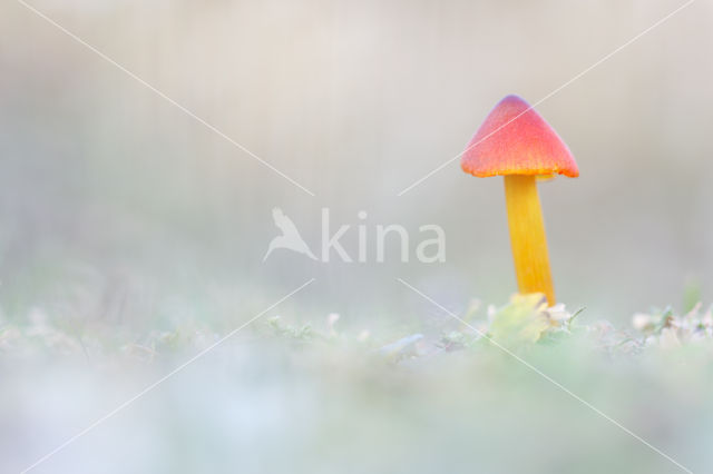 Zwartwordende wasplaat (Hygrocybe conica)