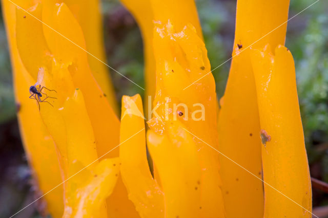 Zwavelkoraalzwam (Ramaria flava)