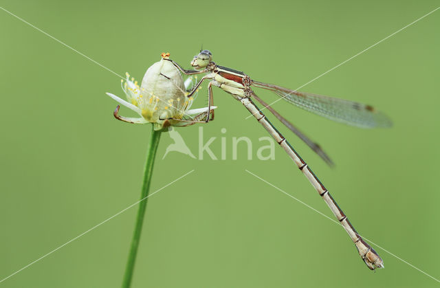 Zwervende pantserjuffer (Lestes barbarus)