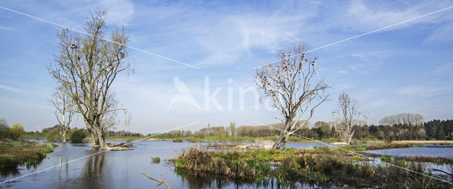 Aalscholver (Phalacrocorax carbo)