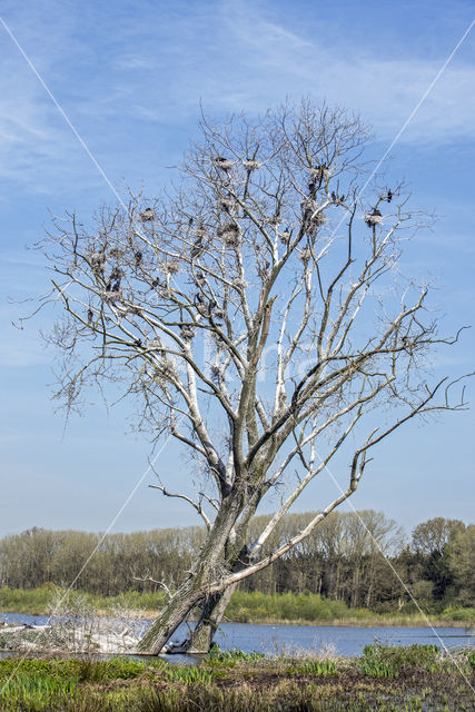Aalscholver (Phalacrocorax carbo)