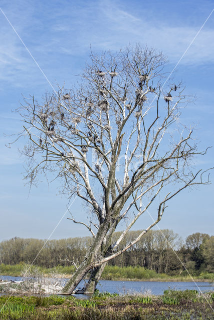 Aalscholver (Phalacrocorax carbo)