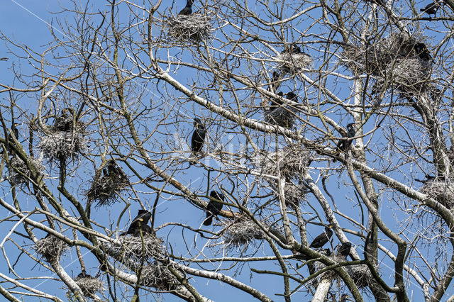 Aalscholver (Phalacrocorax carbo)