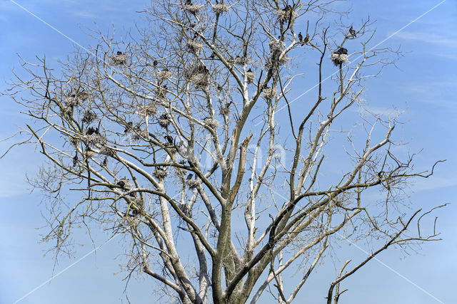 Aalscholver (Phalacrocorax carbo)