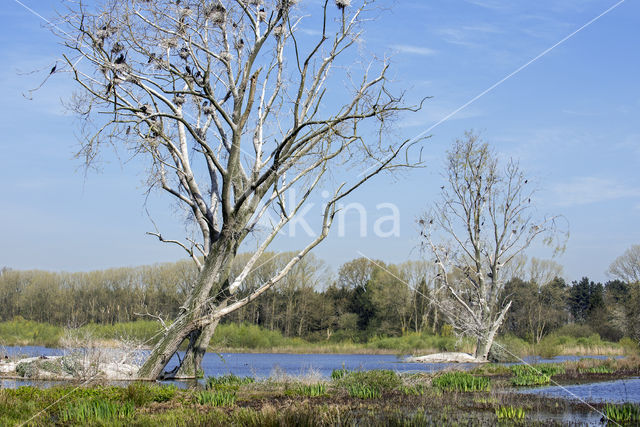 Aalscholver (Phalacrocorax carbo)