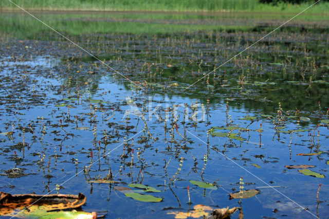 Aarvederkruid (Myriophyllum spicatum)