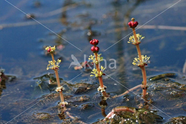 Aarvederkruid (Myriophyllum spicatum)