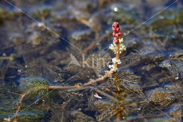 Spiked Watermilfoil (Myriophyllum spicatum)